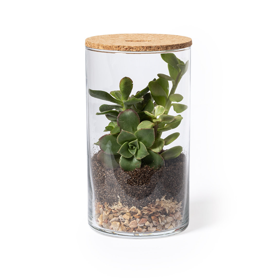 2692 Terrarium Anymak - Imagen 2